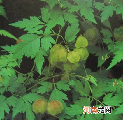 双子叶植物 双子叶植物有胚乳吗