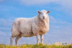 2016年属羊人的运势 2016年属羊人的运势怎么样