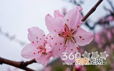 八字算桃花 八字算桃花运