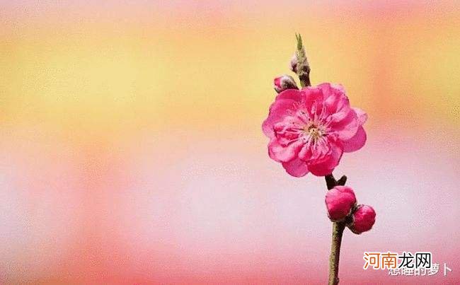 八字算桃花 八字算桃花运