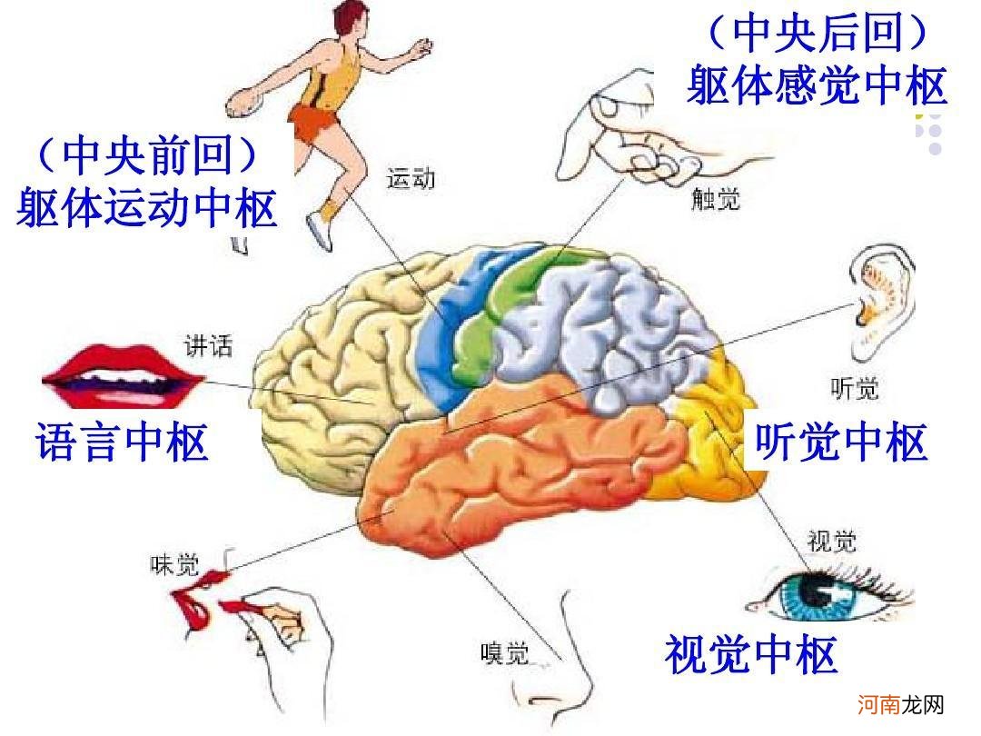 宝宝说话早晚，跟智商高低有关系吗？