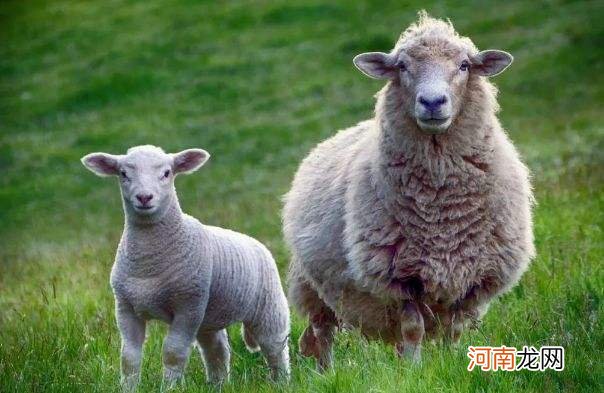 属羊人今日的运势 属羊的人今天的运势