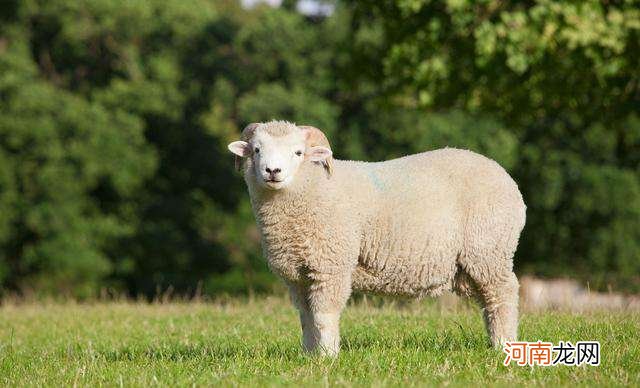 属羊的今天运势 属羊的今天运势和财运怎么样