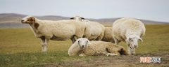 羊是杂食动物还是食草动物
