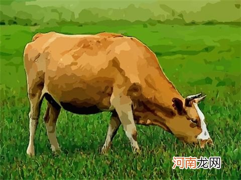 2019年肖牛运势 生肖牛2019年每月运势