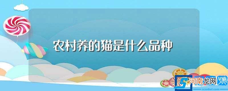 这种猫最野也最会捉老鼠 农村养的猫是什么品种