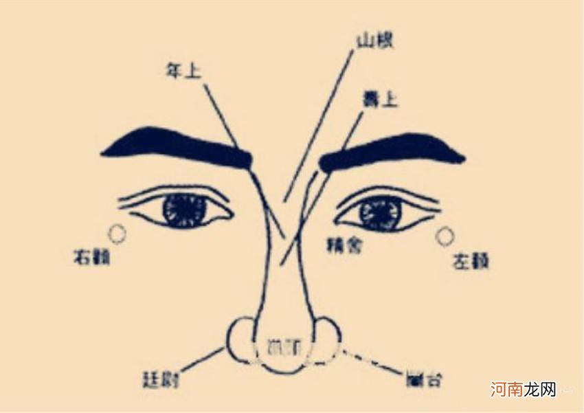 鼻子与运势 鼻子怎么看运势