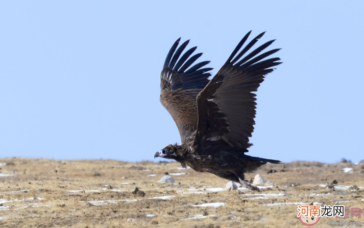 秃鹫|秃鹫为什么不吃活的动物 秃鹫怎么判断死活的
