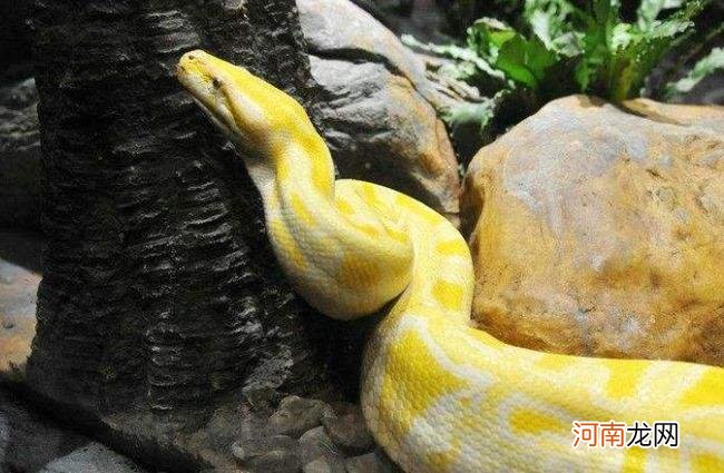 怀孕睡觉做梦梦到蛇是什么意思 怀孕了晚上做梦梦到蛇是什么意思