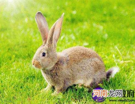 属兔8月运势 属兔8月运势2020