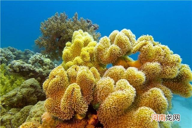 珊瑚礁形成的三个过程 珊瑚礁是植物还是动物