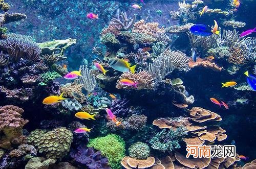 珊瑚礁形成的三个过程 珊瑚礁是植物还是动物