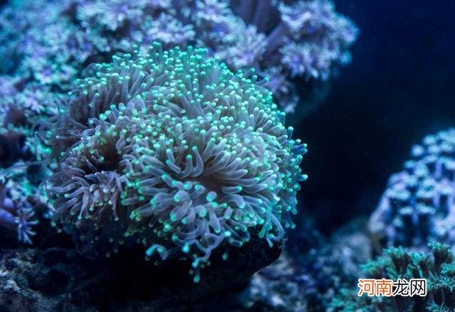 珊瑚礁形成的三个过程 珊瑚礁是植物还是动物