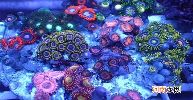 珊瑚礁形成的三个过程 珊瑚礁是植物还是动物
