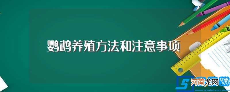 鹦鹉养殖方法和注意事项介绍 鹦鹉养殖方法和注意事项