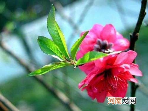 八字带桃花 八字带桃花是什么意思