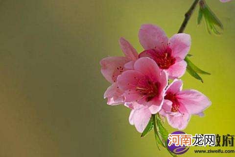 八字带桃花 八字带桃花是什么意思