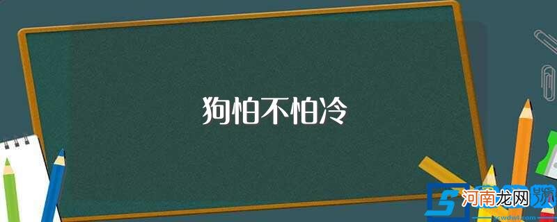 狗的特征 狗怕不怕冷