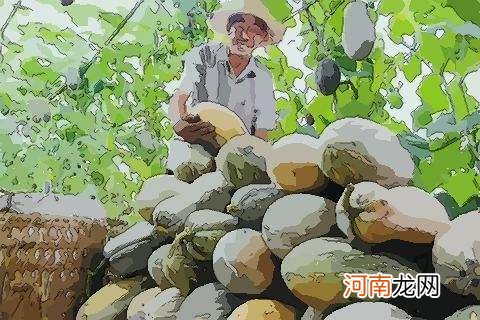 周公解梦南瓜 梦见南瓜怎么解释