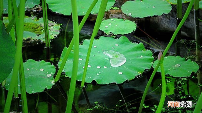 荷叶为什么不沾水简单答案