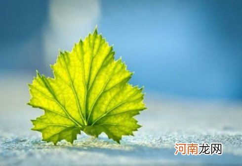 后半生不缺钱花、衣食无忧的生肖