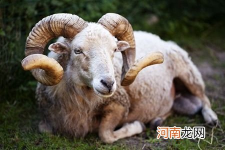 属羊人2016年每月运势 2016年属羊人的全年运势