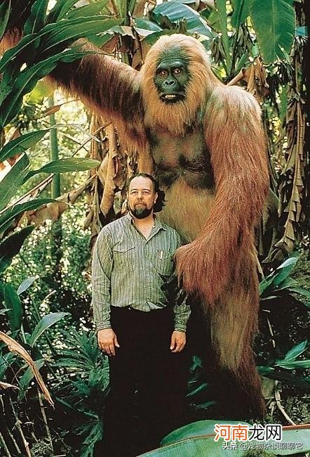 世界上最大的猩猩金刚 世界上最大的猩猩