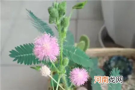 含羞草种植方法分享 含羞草的作用有什么