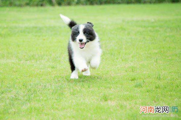 狗今日运势 生肖属狗今日运势