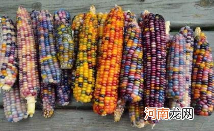 彩色玉米是怎样种出来的 彩色玉米是怎么形成的