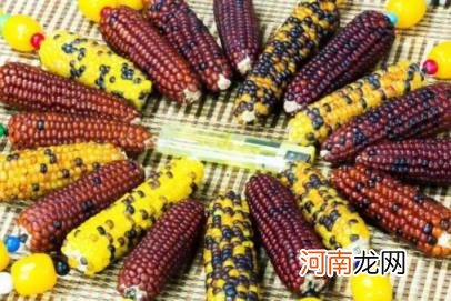 彩色玉米是怎样种出来的 彩色玉米是怎么形成的