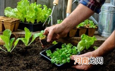 处暑以后能种植的蔬菜有哪些 过了处暑还能不能种菜