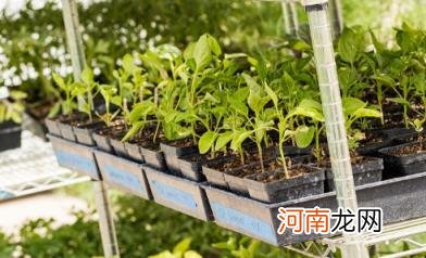 处暑以后能种植的蔬菜有哪些 过了处暑还能不能种菜