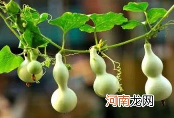 家里栽葫芦对主人好不好 自家种的葫芦可以辟邪吗