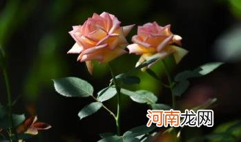 月季花叶子发黄枯萎脱落怎么办 月季花叶子发黄枯萎是怎么回事