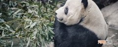 熊猫是爬行动物吗