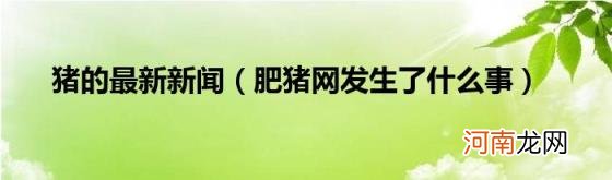 肥猪网发生了什么事 猪的最新新闻