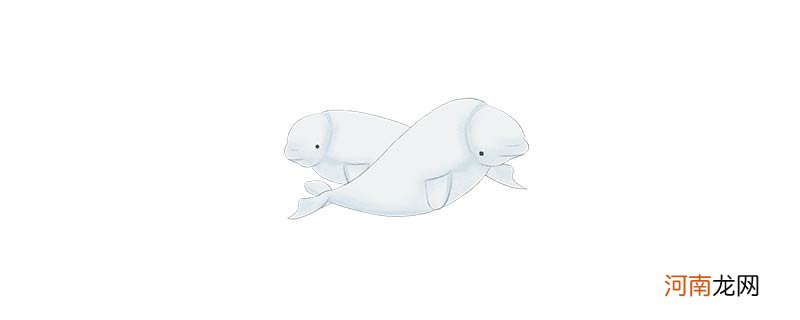 白鲸的别称是什么