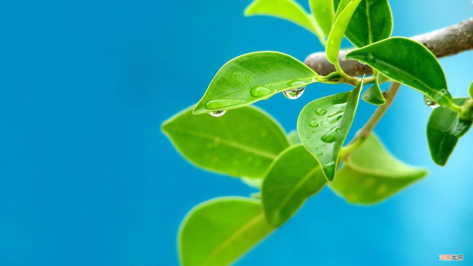 属龙的人,将来财运好,婚姻不稳