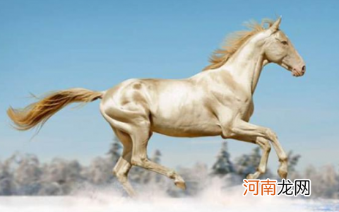 8月份属马的运势 8月生肖马运势