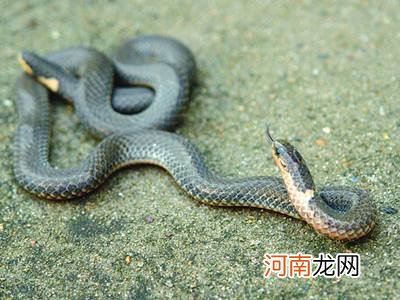 梦见杀蛇周公解梦 做梦梦见杀蛇是什么意思