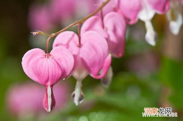 梦见掉牙见血什么意思 梦到掉牙有血是什么预兆