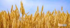 小麦是粗粮还是细粮