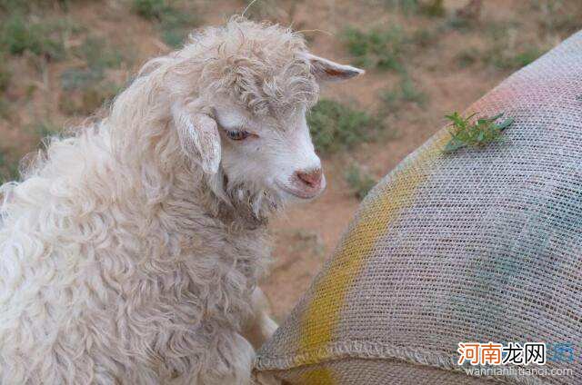 羊9月份运势 属羊九月份运势如何