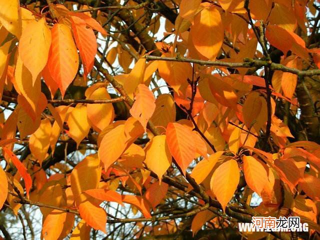 梦见死去的爷爷预兆什么 梦到死去的爷爷了有什么兆头