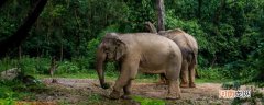 大象是几级保护动物
