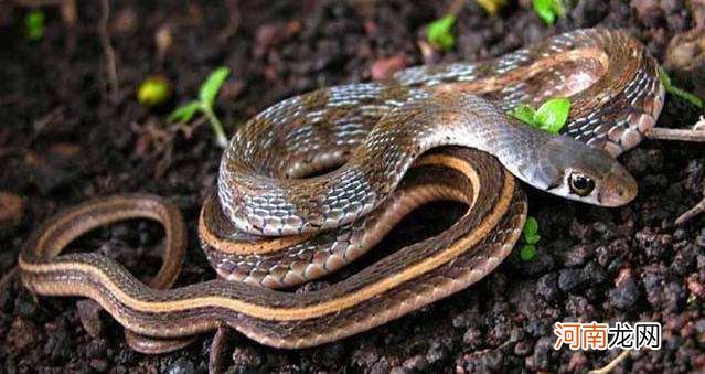 刚结婚女人梦见蛇 刚结婚女人梦见蛇咬自己的手