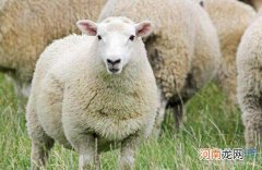 1979年属羊人运势 1979年属羊人运势最旺是多少岁
