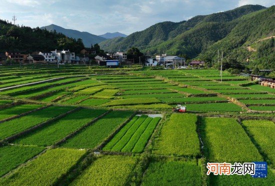 大地“调色盘”稻田夏收忙