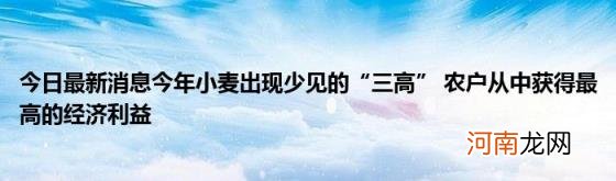 今日最新消息今年小麦出现少见的“三高”农户从中获得最高的经济利益